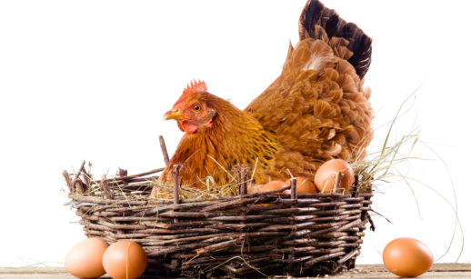 Galinha e os ovos