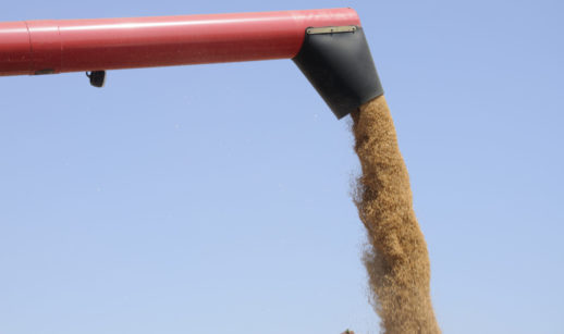 Embarque de soja em caminhão