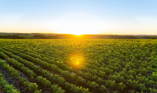 Paisagem de pôs do sol em plantação de soja