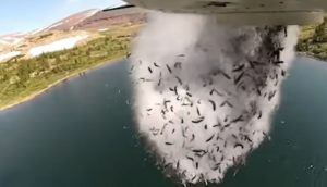 Peixes jogados de avião