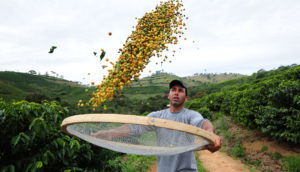 homem peneirando café