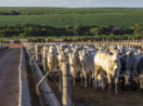 Foto de frente da gado em fazenda no Brasil, alusivo à vaca louca