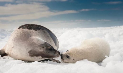 focas da groelândia