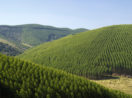 Vista áerea de plantação de eucalipto entre vales, alusivo à atividade da Suzano