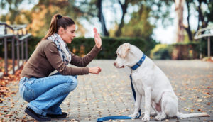 Adestramento doméstico