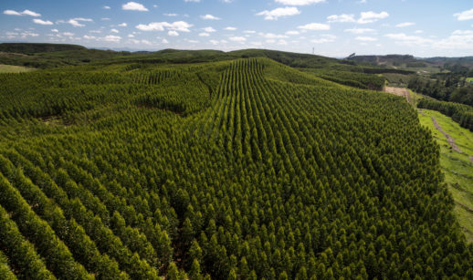 Aérea de floresta de eucaliptos para produção de celulose, alusivo à atividade da Arauco
