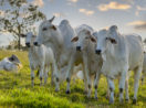 Quatro bois de pé um ao lado do outro em pasto, alusivo à carne bovina brasileira que havia sido barrada pela China
