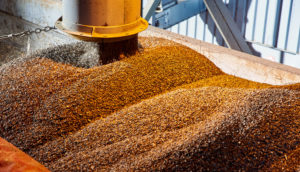 Grãos de girassol sendo processados em fábrica, alusivo às atividades da Bunge