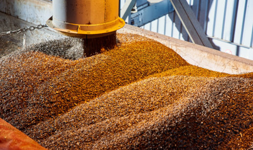 Grãos de girassol sendo processados em fábrica, alusivo às atividades da Bunge