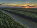 Paisagem de florestas de eucaliptos com pôr do sol ao fundo, alusivo à Suzano, que está na carteira ESG de fevereiro