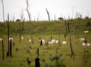 Boiada em área desmatada