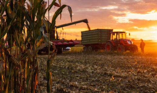 Colheita de milho