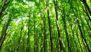 Mercado de carbono - floresta