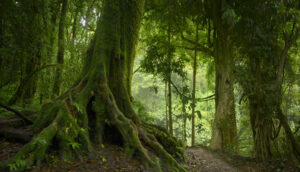 Títulos soberanos sustentáveis