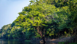 McKinsey projeta Brasil protagonista e mercado potencial de US$ 50 bilhões em 2030 | Foto: Getty Images