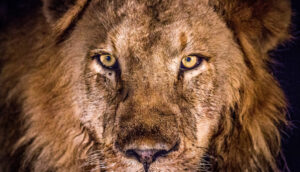 Imposto de renda 2024