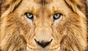 Leão do Imposto de Renda IRPF 2024