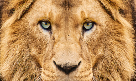 Leão do Imposto de Renda IRPF 2024