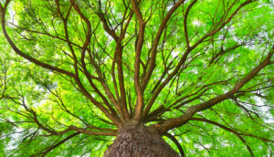 Taxonomia sustentável