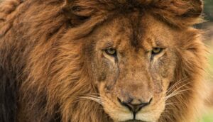 Leão do Imposto de renda