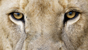 Malha fina da Receita Federal