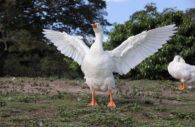 Foi gras
