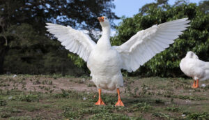 Foi gras